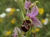 Bienenragwurz Orchidee